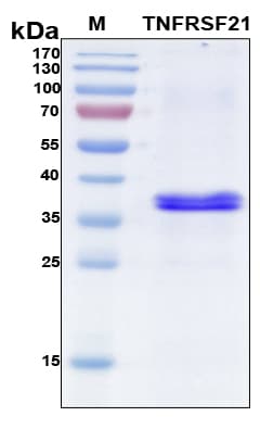 Human TNFRSF21 / DR6 Protein (Recombinant 6His, N-terminus)