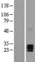 EFNA2 / Ephrin A2 Protein (Over-Expression Lysate Myc-DDK (Flag))