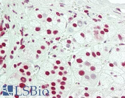 IHC-plus™ NONO / P54NRB Antibody (clone 4D9)
