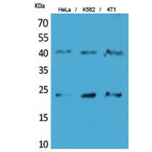 TMEM173 / STING Antibody (301-350 aa, C-terminal)