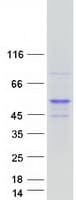 Human NR2E3 / PNR Protein (Recombinant Myc-DDK (Flag))