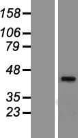 NR1I3 / CAR Protein (Over-Expression Lysate Myc-DDK (Flag))