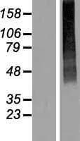 SLC17A2 Protein (Over-Expression Lysate Myc-DDK (Flag))