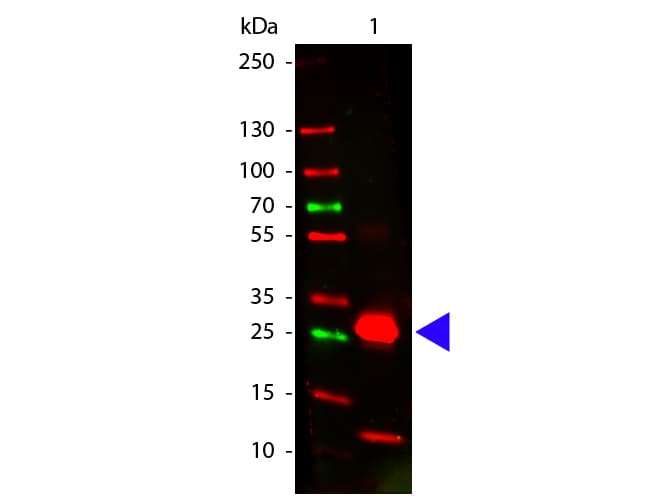 Polyclonal Goat Anti-Rabbit IgG Fc Secondary Antibody (IHC, WB)