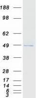 Human KLHDC2 / LCP Protein (Recombinant Myc-DDK (Flag))