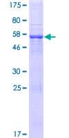 Human TRDV2 Protein (Recombinant GST)
