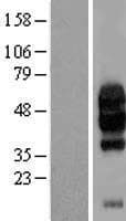 Human VSIR / GI24 / VISTA Protein (Over-Expression Lysate Myc-DDK (Flag))