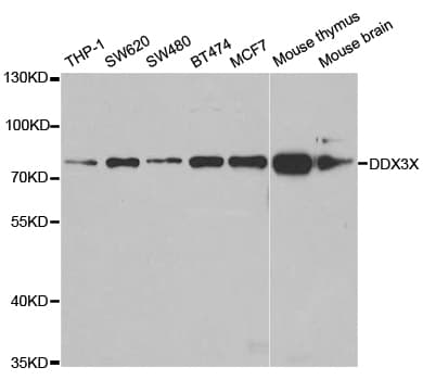 Polyclonal Rabbit anti-Human DDX3 / DDX3X Antibody (IHC, IF, WB)