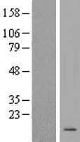KRTAP20-2 Protein (Over-Expression Lysate Myc-DDK (Flag))
