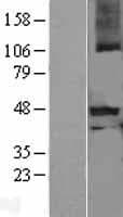 Human MSTN / GDF8 / Myostatin Protein (Over-Expression Lysate Myc-DDK (Flag))