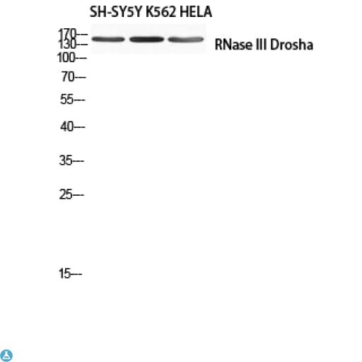DROSHA / RNASEN Antibody