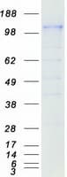 Human CD163 Protein (Recombinant Myc-DDK (Flag))