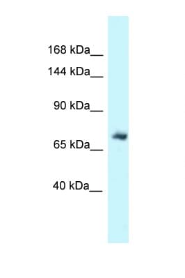 MSN / Moesin Antibody (C-Terminus)