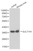 SULT1A1 / Sulfotransferase 1A1 Antibody