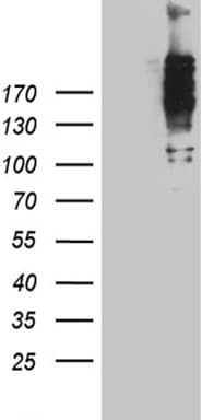 NUP214 / CAN Antibody