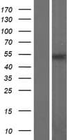 FAM157B Protein (Over-Expression Lysate Myc-DDK (Flag))