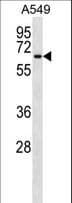 TM9SF1 Antibody (aa194-223)