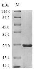 Apple Allergen Mal d 3 Protein (Recombinant 6His-SUMO, N-terminus)