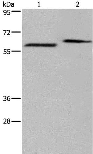 EGR4 / EGR-4 Antibody