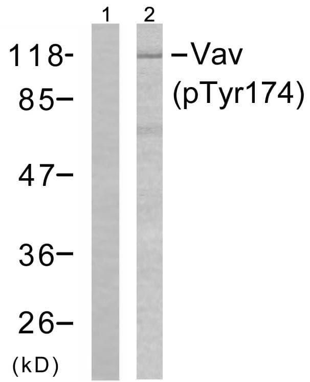 VAV1 / VAV Antibody (phospho-Tyr174)