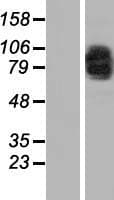 MAD1L1 / MAD1 Protein (Over-Expression Lysate Myc-DDK (Flag))