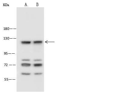 Polyclonal Rabbit anti-Human IDE Antibody (Preservative Free, WB)