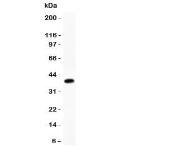 CTSD / Cathepsin D Antibody (aa65-412)