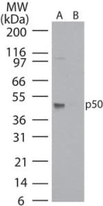 NFKB1 / NF-Kappa-B Antibody (aa150-200)