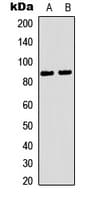 RBSN / Rabenosyn 5 Antibody (Internal)