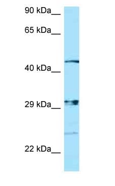 NIPAL3 / NPAL3 Antibody (N-Terminus)