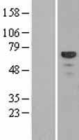 EDAG / HEMGN Protein (Over-Expression Lysate Myc-DDK (Flag))