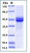Mouse PLA2G2D Protein (Recombinant Human IgG Fc, C-terminus)