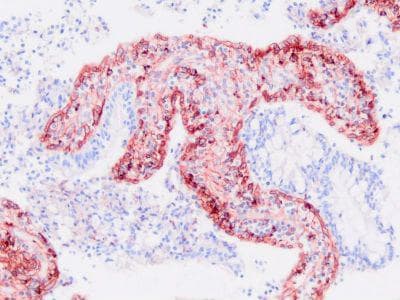 Reticular Fibroblasts and Reticular Fibers Antibody (clone PRF414)