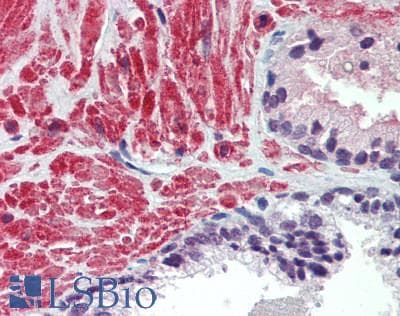 IHC-plus™ LRP4 Antibody