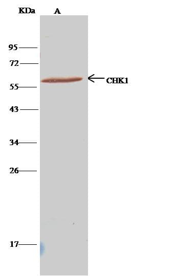 CHEK1 / CHK1 Antibody (Preservative Free)