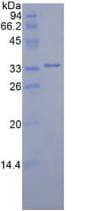 Mouse MAP2K2 / MKK2 / MEK2 Protein (Recombinant His-T7)