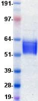 Human FGFR4 Protein (Recombinant DDK (Flag)-His, C-terminus)