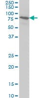 BRD3 Antibody (clone 7G6)