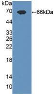 TLR3 Antibody