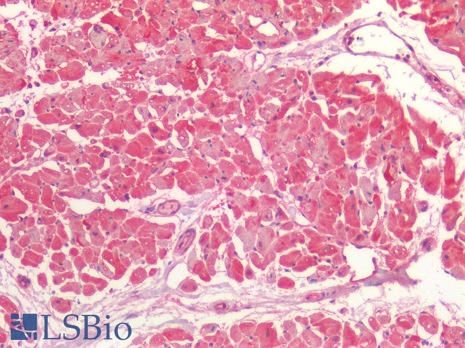IHC-plus™ BMP4 Antibody
