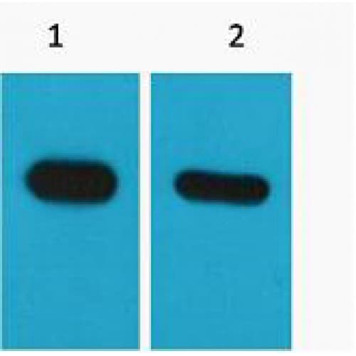 CBP Tag Antibody (clone Mix)