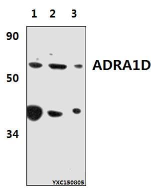 ADRA1D / Adrenoceptor alpha 1D Antibody (aa456-501)
