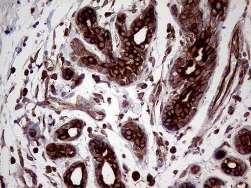 L3 / LASS2 Antibody (aa62-136, clone OTI3D9)