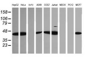 TRIM38 Antibody (clone OTI113D3)