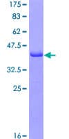Human FGL2 Protein (Recombinant GST, N-terminus)