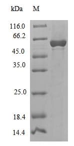 Cenarchaeum symbiosum polC Protein (Recombinant)