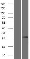 GSX1 / GSH1 Protein (Over-Expression Lysate Myc-DDK (Flag))