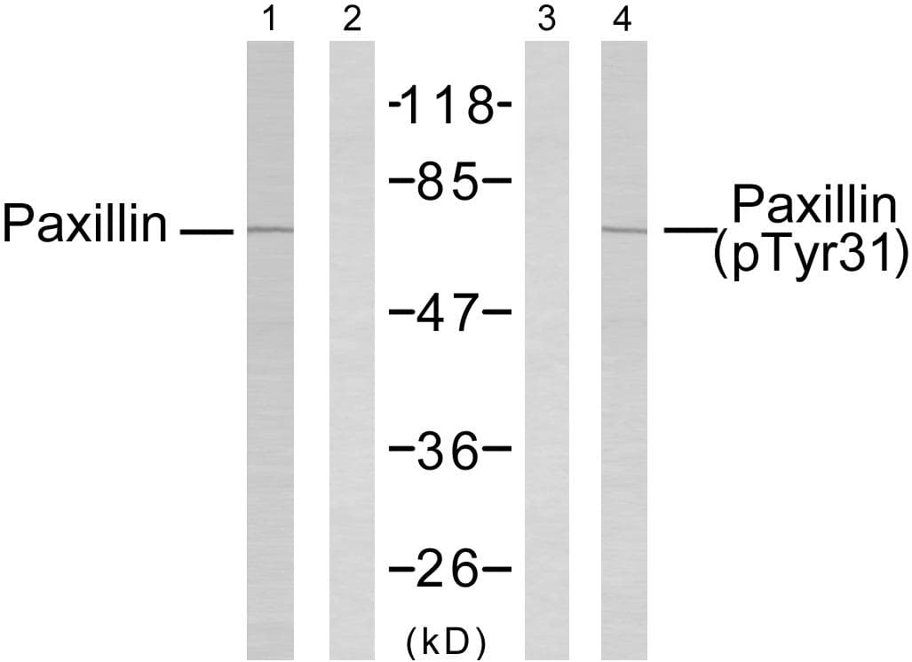 PXN / Paxillin Antibody (p31)