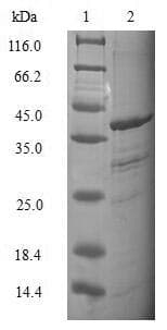 Human TCEB2 / Elongin B Protein (Recombinant GST, N-terminus)