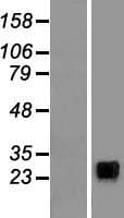 NKP30 Protein (Over-Expression Lysate Myc-DDK (Flag))